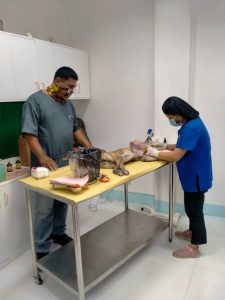 Veterinary Clinic Neutering Service